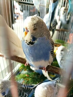 Predám polovystavné andulky - 5