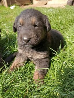 Darujem šteniatka - 5