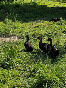 🦆 Predám kačky – ruanské 🦆 - 5