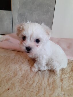Mini Maltezák - 5
