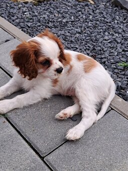 Cavalier King Charles fenka - 5