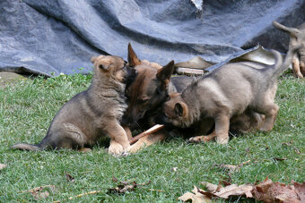 Nemecký ovčiak šteniatka - 5