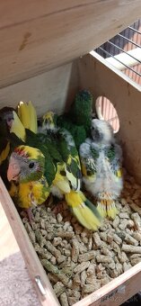 Predám mladé Kakariky - 5