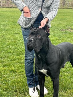 Pes na krytie Cane Corso - 5