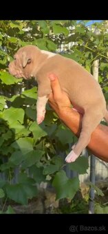 American bully xl - 5