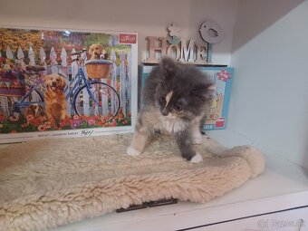 Ragdoll mačička - 5