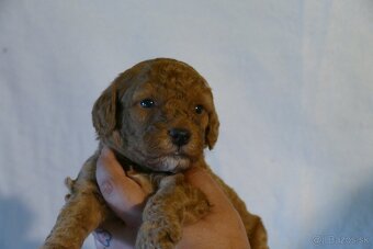 Mini goldendoodle - 5
