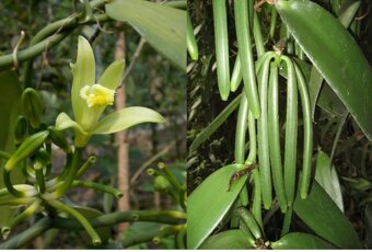 Vanilka voňavá - pravá, odrezky alebo rastliny - 5