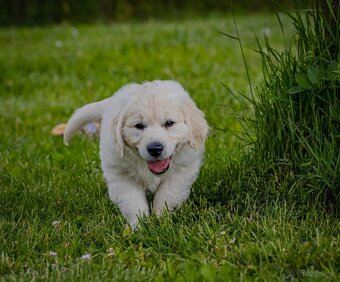 Zlaty retriever golden retriever šteniatka s pp - 5