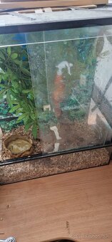 Užovky plus teraria na predaj - 5