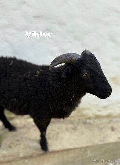 Predáme 3 po dohode kastrovanych mini baranov do chovu. - 5