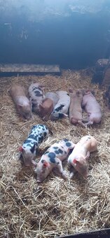 Odstavčatá z domáceho chovu - 5