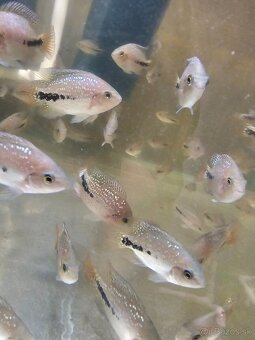 Vieja synspilum blue spotted - 5