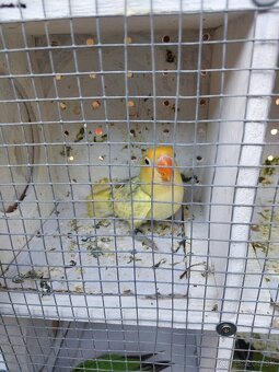 Predam agapornis - 5