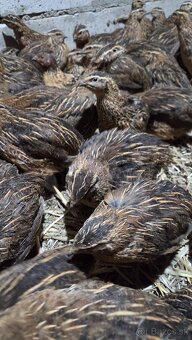 Japonské prepelice  Faraon - 5