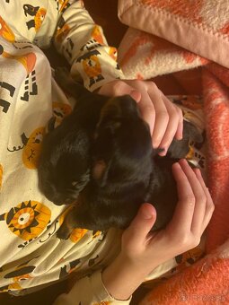 Srnčí ratlík x jack russel - 5