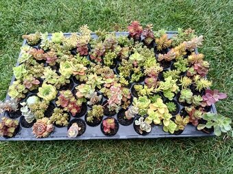 Rozchodniky,sedum,skalnicky,zelená strecha,skalka,suchýmurik - 5