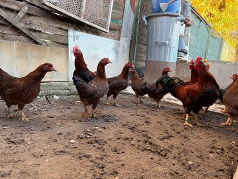 Zdrobnelé velsumky - 5