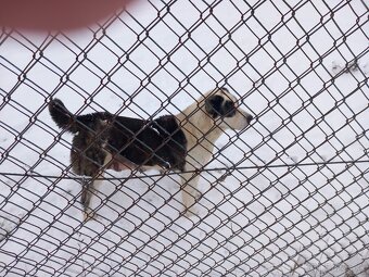 Stredoázijský ovčiak - 5