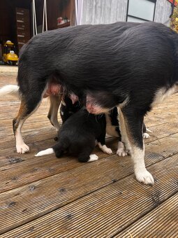 Dakujeme šteniatka - 5