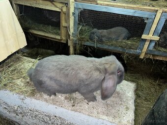 Francuzsky baran - 5