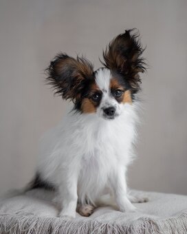Papillon s rodokmeňom - 5