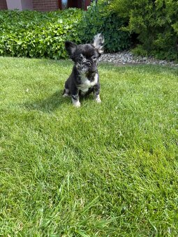 Francuzsky buldoček merle fluffy a isabella fluffy psík - 5
