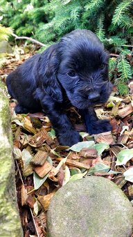 Kokerspaniel,kokrspaniel - 5