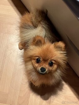 Pomeranian mini - 5
