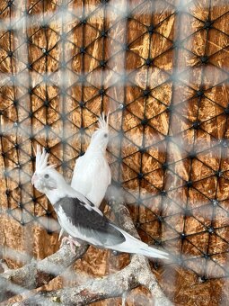 Andulky, korely, agapornis fischer - 5