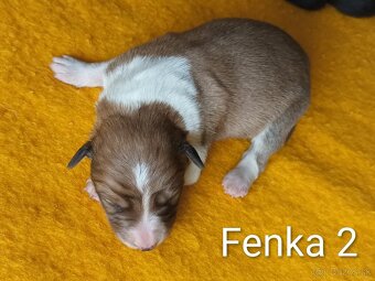 Border kolia - steniatka - 5