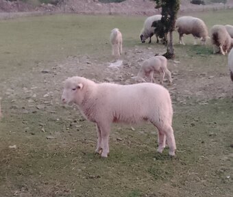 Predám jahňatá - 5