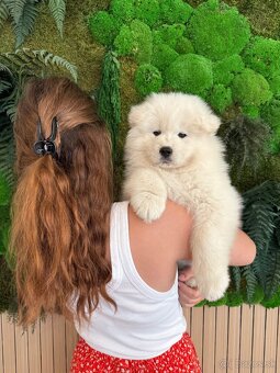 Samojed s PP - 5