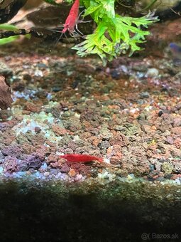 Krevetky red cherry - 5