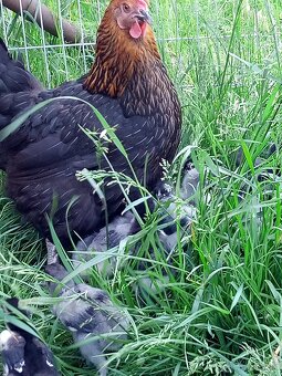 Kuriatka marans - 5
