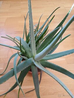 Predám Aloe vera - 5