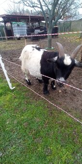 Holandský capko kastrovany 2 ročný - 5