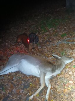 Bavorský farbiar - 5