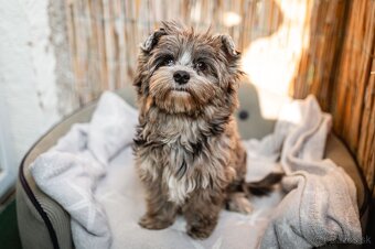 Merle Yorkshire s PP, Yorkshire terrier, Jorkshire, Yorkshir - 5