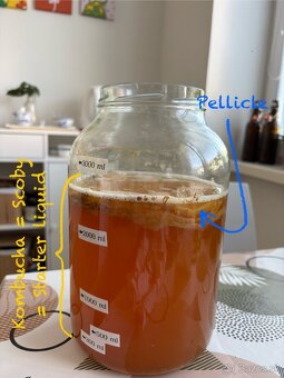 Kombucha štartovací nálev - 5