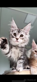 Maine Coon s PP Mainská myvalia mačiatka ❣️ - 5