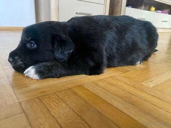 Golden Aussie steniatka - 5