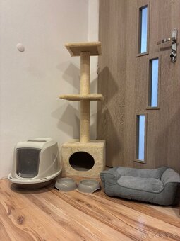 Britské Mačiatko - 5