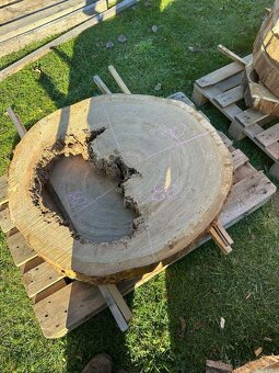 Vysušené dubové koláče / priečne rezy, dub - 5