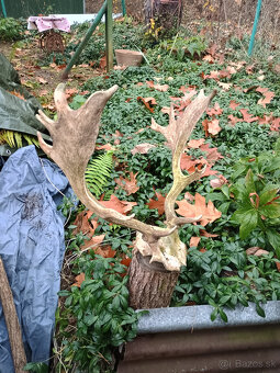 Parohy, zhody, trofej - aj výmena za včelársku literatúru - 5