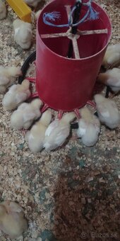 Brojlerové kurčatá - 5