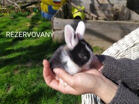 Predám zakrslých králikov (Všetci sú rezervovaný) - 5