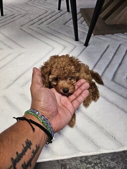 Toy pudlik pudel - 5