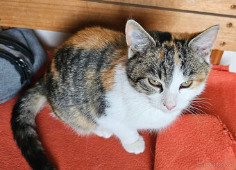 Darujem trojfarebnú mačičku - 5