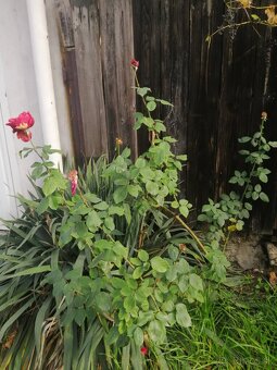 Červené ruže kríčkové - 5